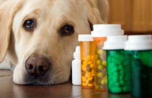 ispezione veterinaria in farmacia e parafarmacia
